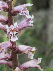 Orobanche crenata
