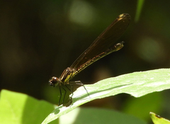 Heliocypha fenestrata cornelli