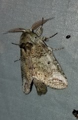 Heterocampa astarte
