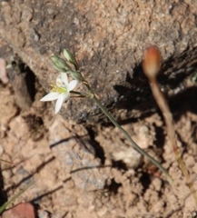 Ornithogalum hispidum