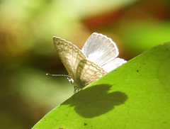 Catopyrops ancyra