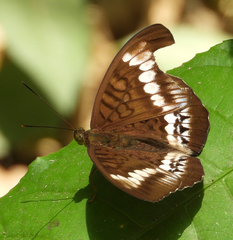 Tanaecia trigerta