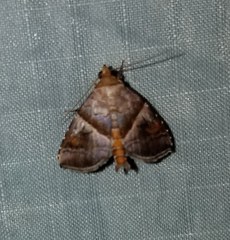 Cecharismena nectarea