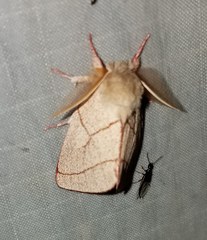 Hyparpax perophoroides