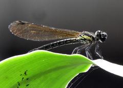 Heliocypha fenestrata cornelli