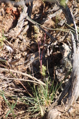 Tribolium hispidum