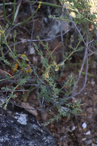 Image of Spiny Twinleaf (Roepera spinosa) by (c) Tony Rebelo, some rights reserved (CC BY-SA)