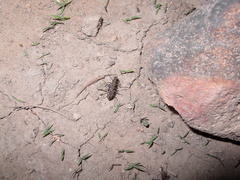 Cicindela sedecimpunctata