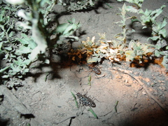 Cicindela sedecimpunctata