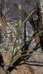 Albuca viscosa