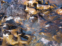 Herpodiscus durvilleae