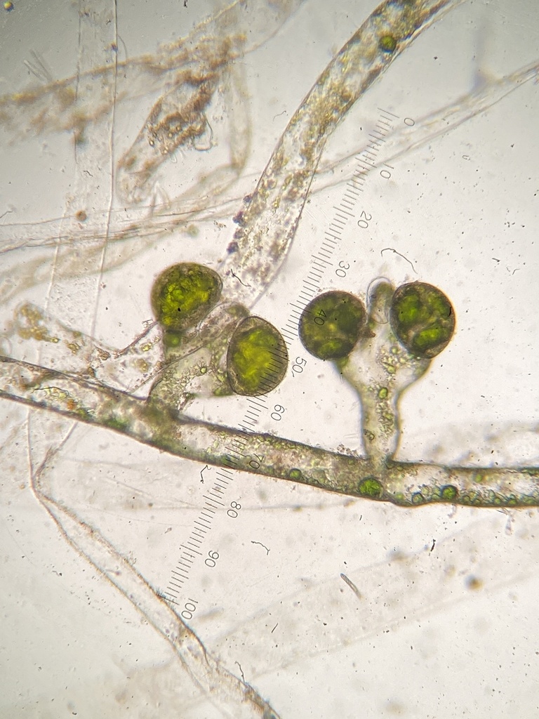 Vaucheria canalicularis