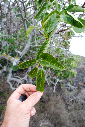 Nothocestrum latifolium observed 2009-04-21