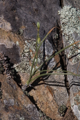 Albuca viscosa