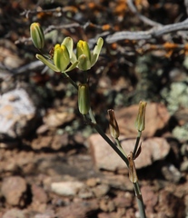 Albuca aurea