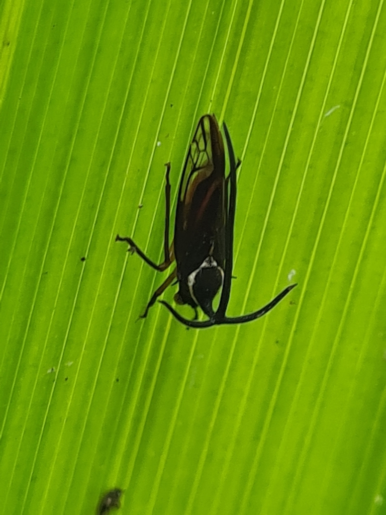 Stylocentrus ancora