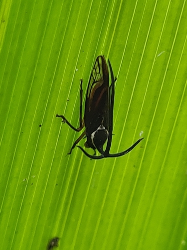 Stylocentrus ancora