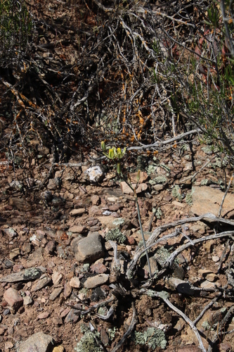 Image of Albuca aurea by (c) Tony Rebelo, some rights reserved (CC BY-SA)