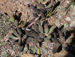 Adromischus filicaulis