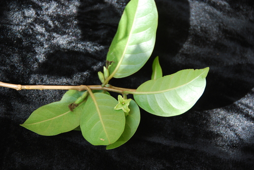 Nothocestrum longifolium