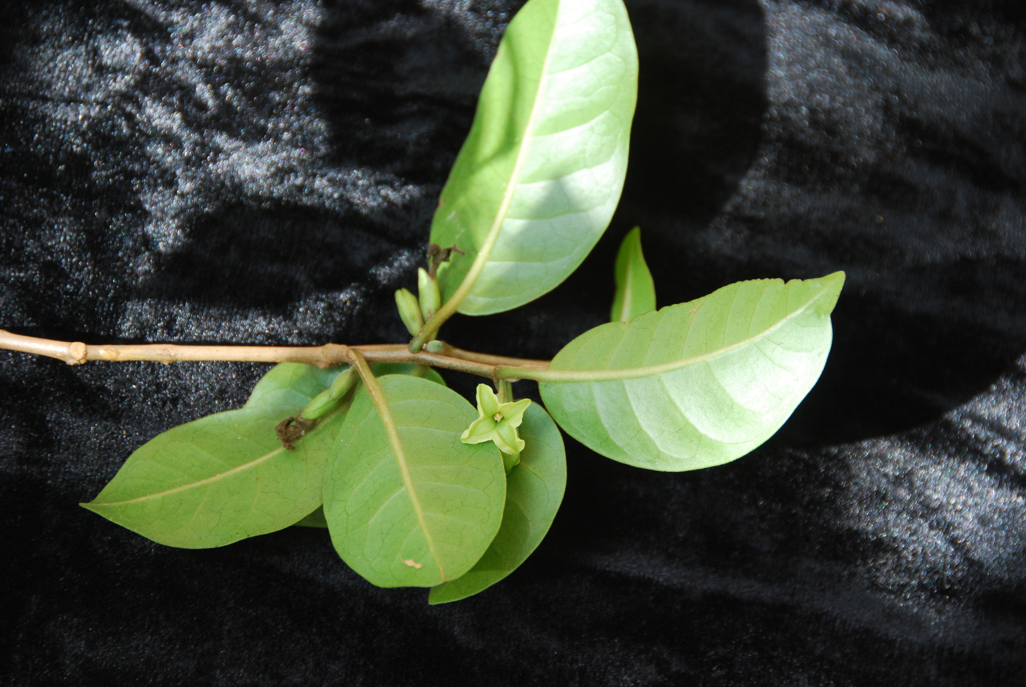 Nothocestrum longifolium