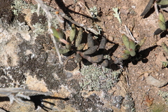 Adromischus filicaulis