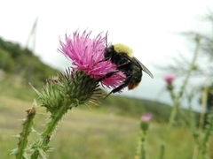 Bombus bellicosus