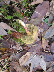 Suillus paluster