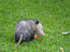Didelphis virginiana