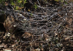 Wahlenbergia nodosa