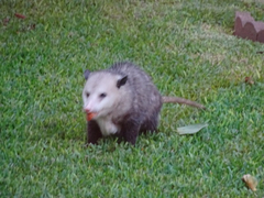 Didelphis virginiana