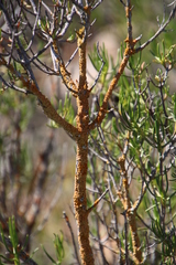 Dufourea