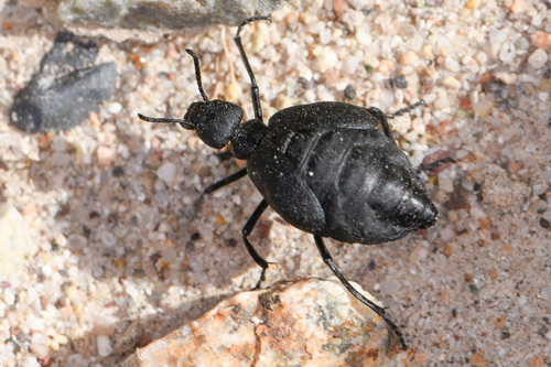 Cordylospasta opaca (Horn, 1868)
