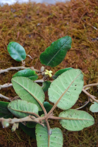 Nothocestrum peltatum, 2009-10-09