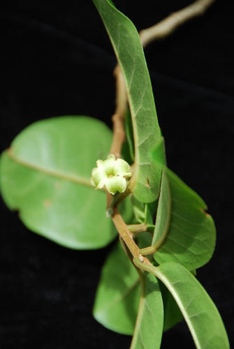 Nothocestrum peltatum, 2012-08-09