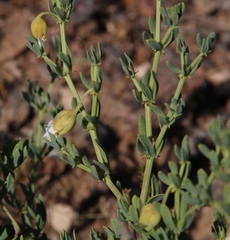 Roepera spinosa