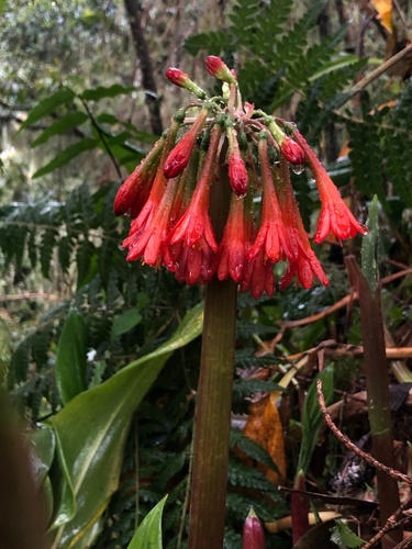 Scadoxus cyrtanthiflorus image