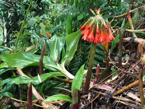 Scadoxus cyrtanthiflorus image