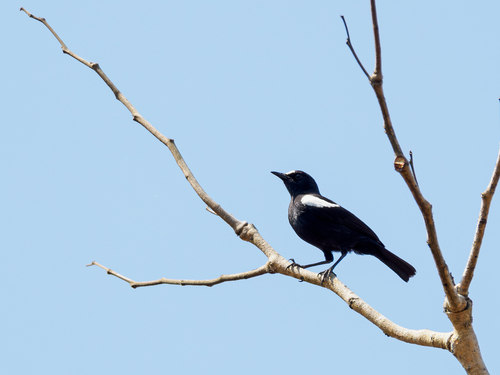 iNaturalist image
