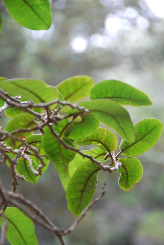 Nothocestrum peltatum, 2013-09-12