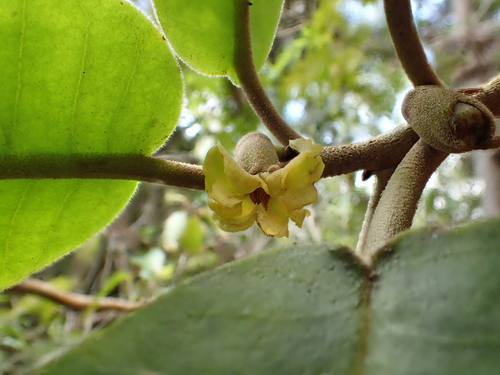 Nothocestrum peltatum, 2015-09-29