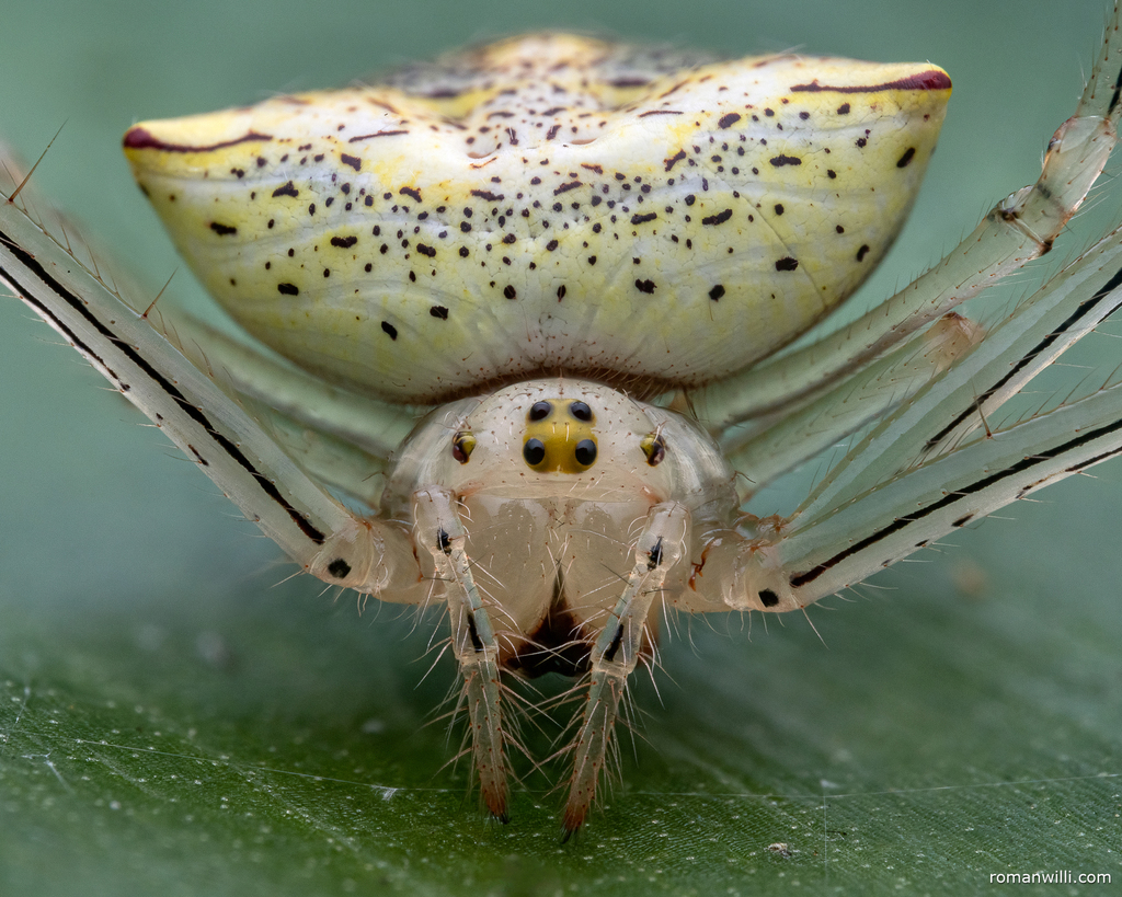 Epeiroides