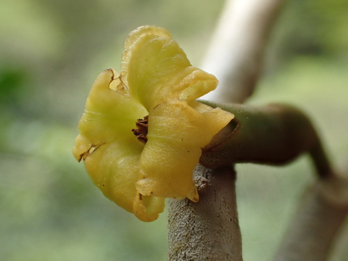 Nothocestrum peltatum, 2016-03-31