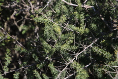 Asparagus mucronatus