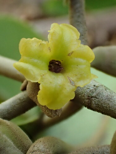 Nothocestrum peltatum, 2016-07-26
