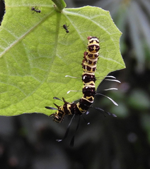 Tinolius eburneigutta