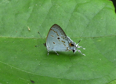Hypolycaena sipylus