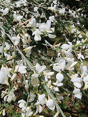 Cytisus multiflorus image