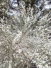 Cytisus multiflorus image