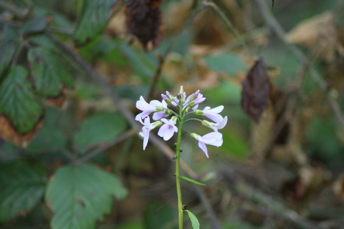 Coralroot bittercress (Cardamine bulbifera)